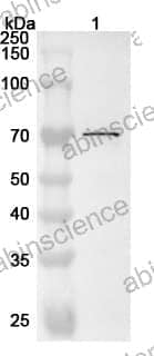 Anti-Human TKTL1 Polyclonal Antibody