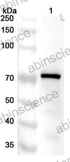 Anti-RPA1 Polyclonal Antibody