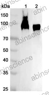 Anti-RAP1GAP Polyclonal Antibody
