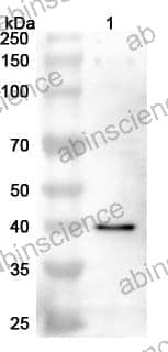 Anti-PCYT1A Polyclonal Antibody