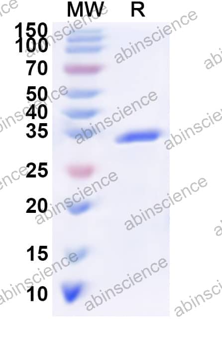 Human POLR2K Recombinant Protein (N-GST & C-His)