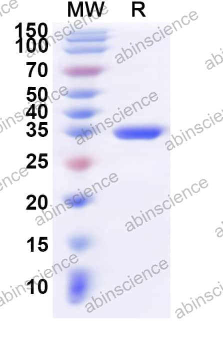 Human SNRPG Recombinant Protein (N-GST & C-His)