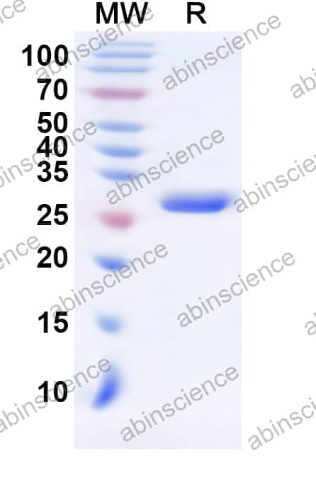 Human CARTPT Recombinant Protein (N-GST & C-His)