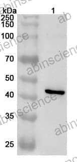 Anti-Human CMPK2 Polyclonal Antibody