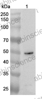 Anti-Human MFSD2B Polyclonal Antibody