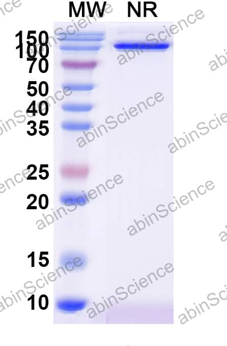 Anti-Human TMEM30A Recombinant Antibody (FC5)