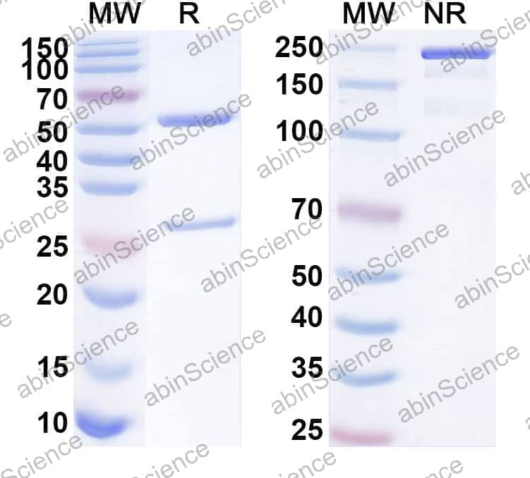 Anti-Human PTCRA Recombinant Antibody (SAA1843)