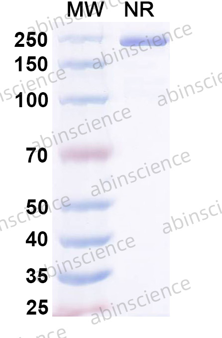Anti-Human CD175/Tn Recombinant Antibody (SAA1994)