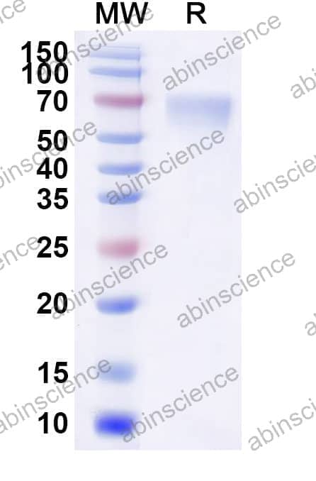 Recombinant Human NPR1 Protein, C-Strep