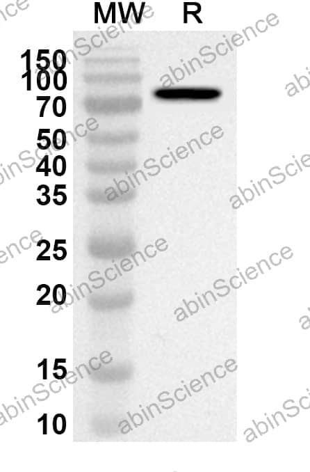 Anti-CD106/VCAM1 Polyclonal Antibody