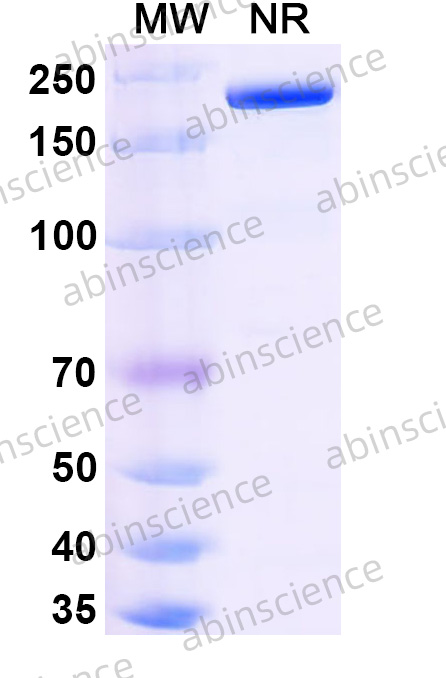 Anti-Human CCR7 Recombinant Antibody (506E15#)