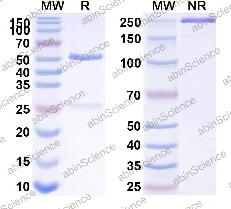 Anti-Human CD142/F3/TF Antibody (10H10)