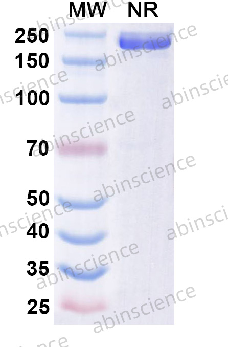 Anti-Human TNF RII/TNFRSF1B Reference Antibody (BI-1910, RUO)