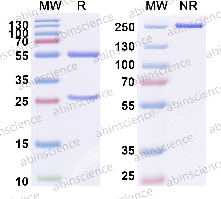 Anti-Human IL-32 Recombinant Antibody (SAA0568)
