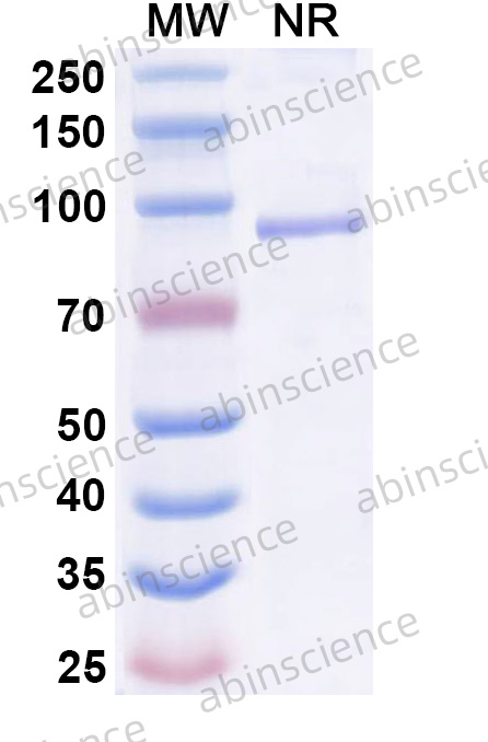 Anti-Human EpCAM/TROP1 & CD3 epsilon Bispecific Reference Antibody (M701, RUO)