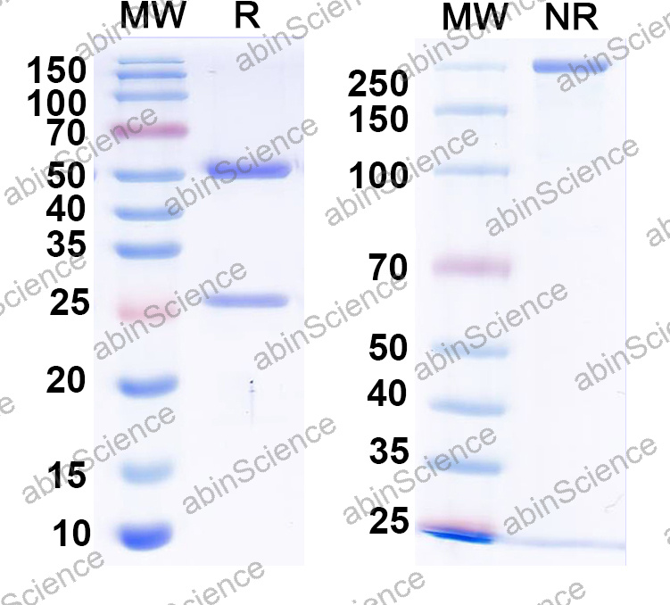 Anti-Human FUT4 Monoclonal Antibody (1A563)