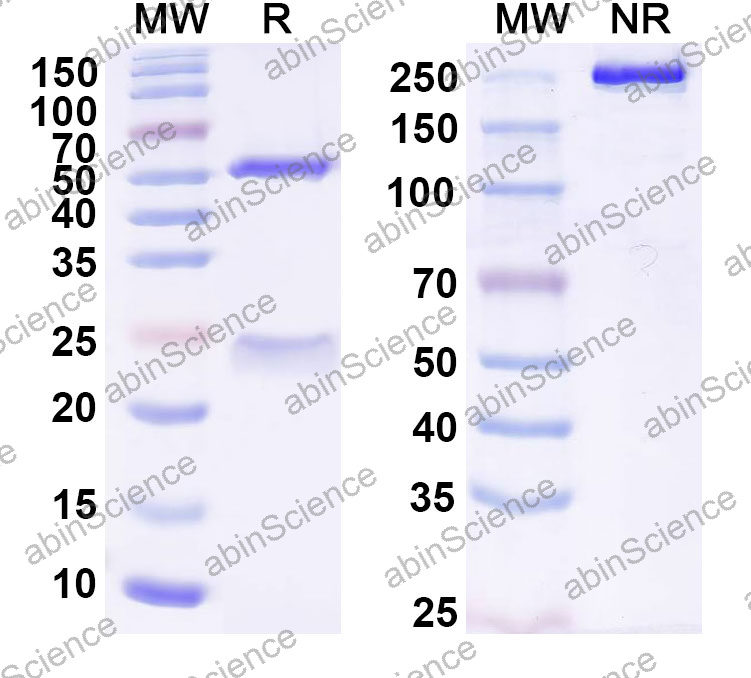 Anti-Human FUT4 Monoclonal Antibody (1A564)