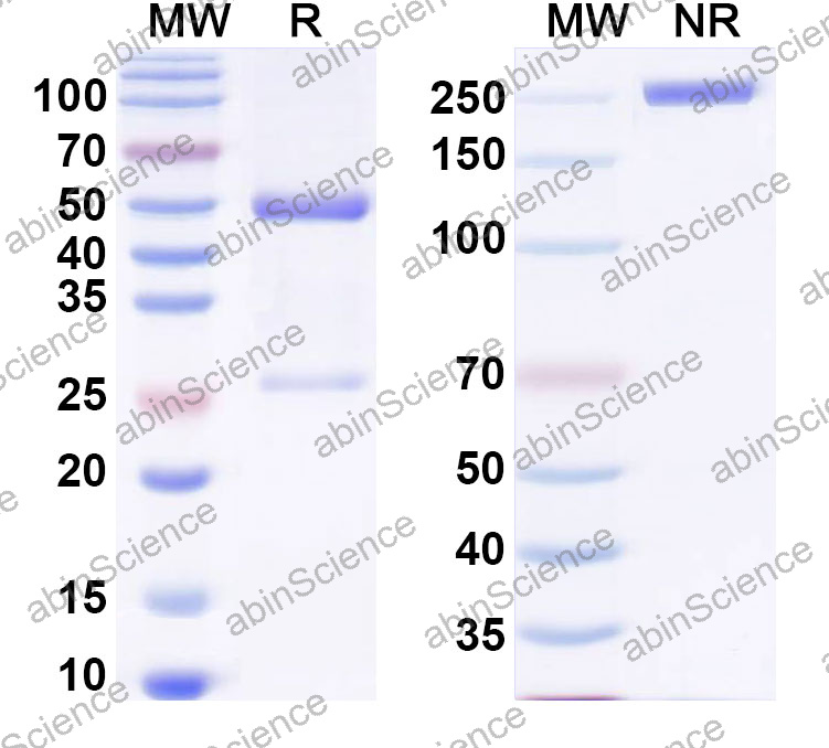 Anti-Human FUT4 Monoclonal Antibody (1A565)