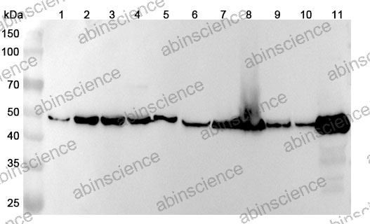 Anti-ENO3 Polyclonal Antibody