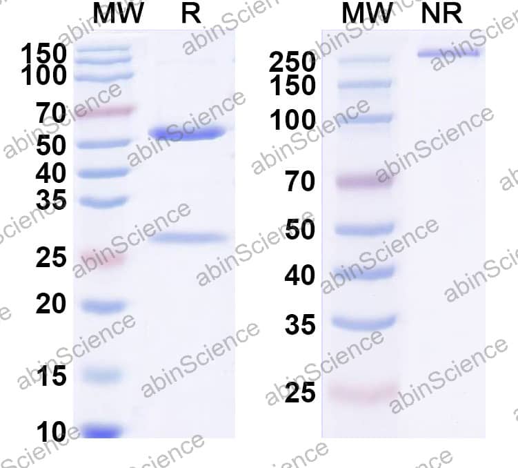 Anti-Human TAT419 Recombinant Antibody (hu5E9)