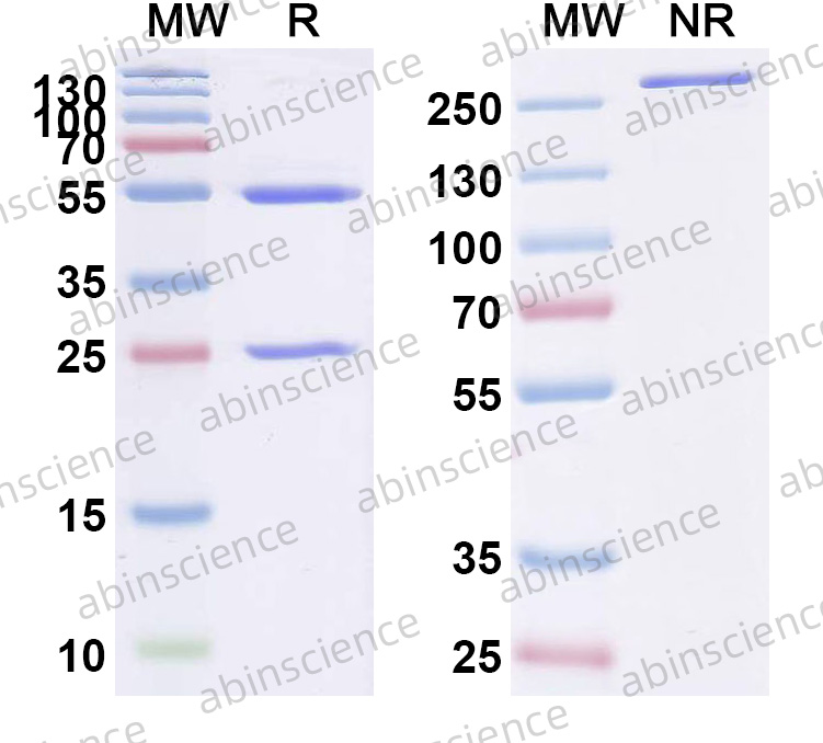 Anti-Human/Mouse CD44 Recombinant Antibody (IM7)