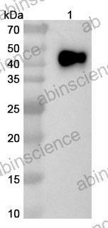 Anti-Human CD33 Recombinant Nanobody (SAA2052)