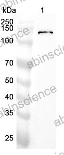 Anti-Human BRD2 Polyclonal Antibody