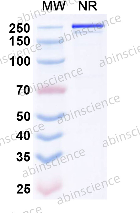 Anti-Human 5'-Nucleotidase/CD73 Reference Antibody (IPH5301, RUO)