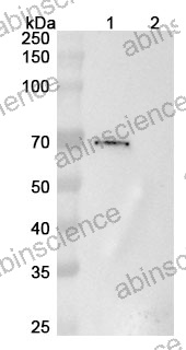 Anti-Human 5'-Nucleotidase/CD73 Reference Antibody (Uprevstobart, RUO)
