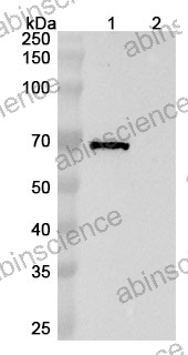 Anti-Human 5'-Nucleotidase/CD73 Reference Antibody (Ansipastobart, RUO)