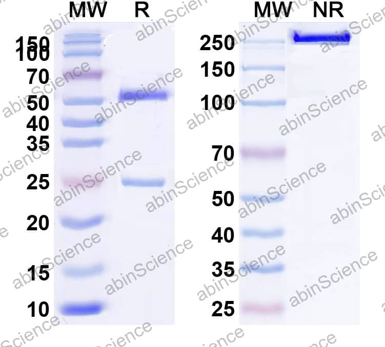 Anti-Human CD73/NT5E Reference Antibody (IBI-325, RUO)
