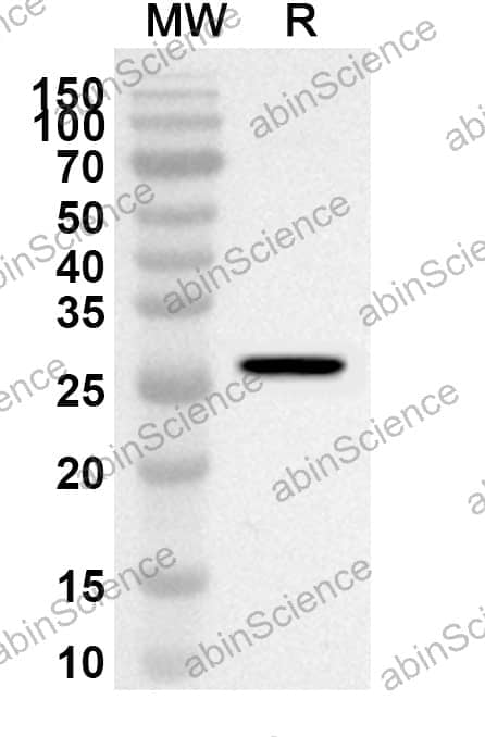 Anti-OXTR Polyclonal Antibody