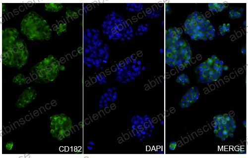 Anti-Human CXCR2/IL-8RB Recombinant Nanobody (SAA1360)