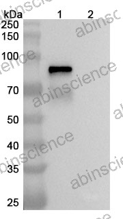 Anti-Human CDH3/P-cadherin & CD3 epsilon Reference Antibody (PF 6671008, RUO)