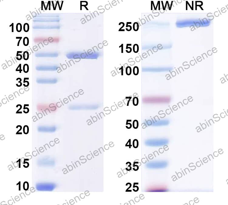 Anti-Human FLT1 Monoclonal Antibody (1A117)