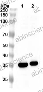 Anti-Human TREML2 Polyclonal Antibody