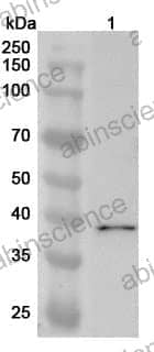 Anti-BRMS1L Polyclonal Antibody