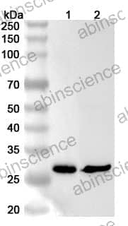 Anti-RTP2 Polyclonal Antibody