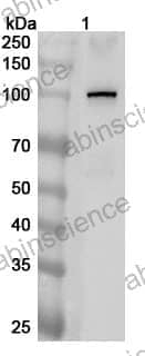 Anti-STRIP1 Polyclonal Antibody