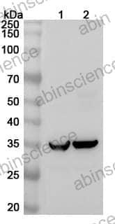 Anti-NTMT2 Polyclonal Antibody