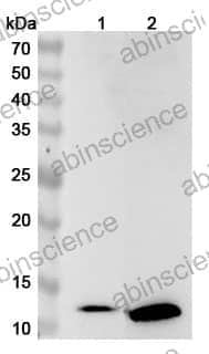 Anti-MTPN Polyclonal Antibody