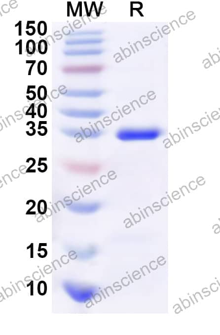 Human HCLS1 Recombinant Protein (N-GST & C-His)