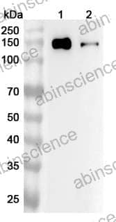Anti-COLEC12 Polyclonal Antibody