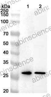 Anti-Human SPR Polyclonal Antibody