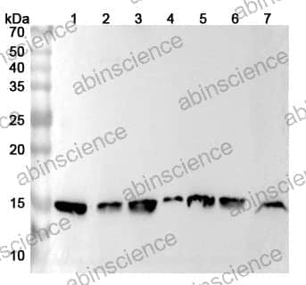 Anti-RPL30 Polyclonal Antibody