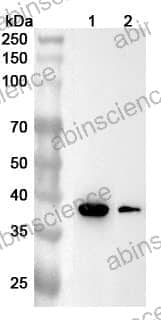 Anti-CNN3 Polyclonal Antibody