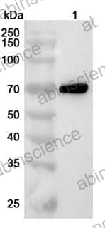 Anti-DMPK Polyclonal Antibody