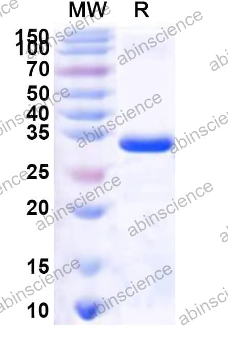 Human MLLT11 Recombinant Protein (N-GST & C-His)