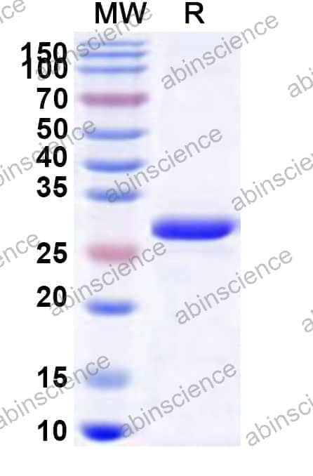 Human ATP8B3 Recombinant Protein (N-His)