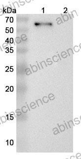 Anti-Human LAG-3 Reference Antibody (Tuparstobart, RUO)